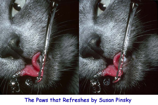 The Paws thattRefreshes by Susan Pinsky