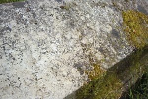 Gravestone ... uncleaned